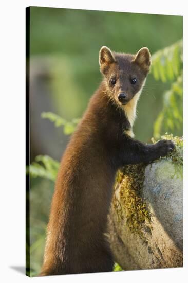 Pine Marten Juvenile in Woodland, Beinn Eighe National Nature Reserve, Wester Ross, Scotland, July-Mark Hamblin-Stretched Canvas