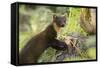 Pine Marten Juvenile in Woodland, Beinn Eighe National Nature Reserve, Wester Ross, Scotland, July-Mark Hamblin-Framed Stretched Canvas