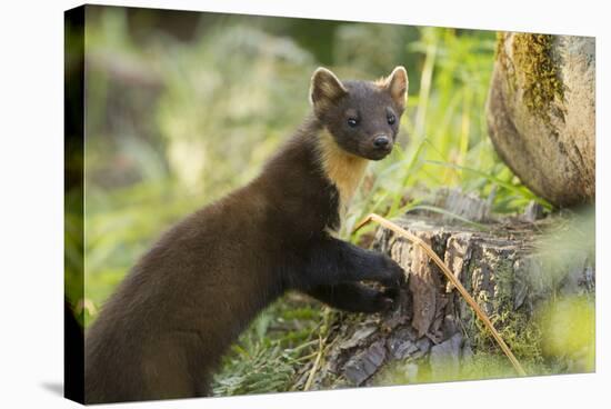 Pine Marten Juvenile in Woodland, Beinn Eighe National Nature Reserve, Wester Ross, Scotland, July-Mark Hamblin-Stretched Canvas