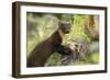 Pine Marten Juvenile in Woodland, Beinn Eighe National Nature Reserve, Wester Ross, Scotland, July-Mark Hamblin-Framed Photographic Print