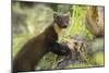 Pine Marten Juvenile in Woodland, Beinn Eighe National Nature Reserve, Wester Ross, Scotland, July-Mark Hamblin-Mounted Photographic Print