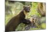 Pine Marten Juvenile in Woodland, Beinn Eighe National Nature Reserve, Wester Ross, Scotland, July-Mark Hamblin-Mounted Photographic Print