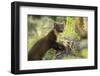 Pine Marten Juvenile in Woodland, Beinn Eighe National Nature Reserve, Wester Ross, Scotland, July-Mark Hamblin-Framed Photographic Print