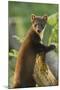 Pine Marten Juvenile in Woodland, Beinn Eighe National Nature Reserve, Wester Ross, Scotland, July-Mark Hamblin-Mounted Photographic Print