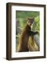 Pine Marten Juvenile in Woodland, Beinn Eighe National Nature Reserve, Wester Ross, Scotland, July-Mark Hamblin-Framed Photographic Print