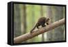 Pine Marten (Martes Martes) 4-5 Month Kit Walking Along Branch in Caledonian Forest, Scotland, UK-Terry Whittaker-Framed Stretched Canvas