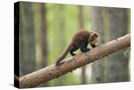 Pine Marten (Martes Martes) 4-5 Month Kit Walking Along Branch in Caledonian Forest, Scotland, UK-Terry Whittaker-Stretched Canvas