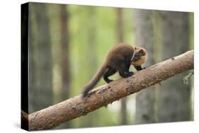 Pine Marten (Martes Martes) 4-5 Month Kit Walking Along Branch in Caledonian Forest, Scotland, UK-Terry Whittaker-Stretched Canvas