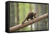 Pine Marten (Martes Martes) 4-5 Month Kit Walking Along Branch in Caledonian Forest, Scotland, UK-Terry Whittaker-Framed Stretched Canvas