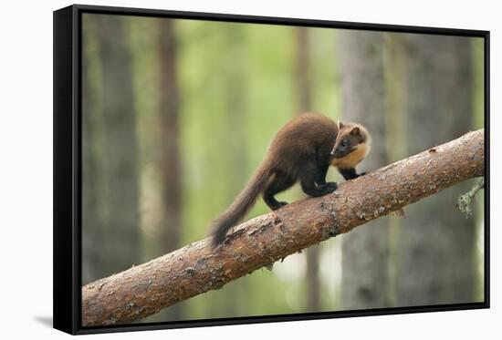 Pine Marten (Martes Martes) 4-5 Month Kit Walking Along Branch in Caledonian Forest, Scotland, UK-Terry Whittaker-Framed Stretched Canvas