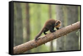 Pine Marten (Martes Martes) 4-5 Month Kit Walking Along Branch in Caledonian Forest, Scotland, UK-Terry Whittaker-Framed Stretched Canvas