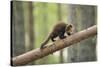 Pine Marten (Martes Martes) 4-5 Month Kit Walking Along Branch in Caledonian Forest, Scotland, UK-Terry Whittaker-Stretched Canvas