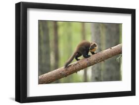 Pine Marten (Martes Martes) 4-5 Month Kit Walking Along Branch in Caledonian Forest, Scotland, UK-Terry Whittaker-Framed Premium Photographic Print