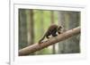 Pine Marten (Martes Martes) 4-5 Month Kit Walking Along Branch in Caledonian Forest, Scotland, UK-Terry Whittaker-Framed Photographic Print