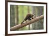 Pine Marten (Martes Martes) 4-5 Month Kit Walking Along Branch in Caledonian Forest, Scotland, UK-Terry Whittaker-Framed Photographic Print