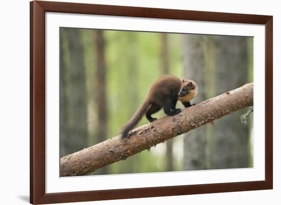 Pine Marten (Martes Martes) 4-5 Month Kit Walking Along Branch in Caledonian Forest, Scotland, UK-Terry Whittaker-Framed Photographic Print