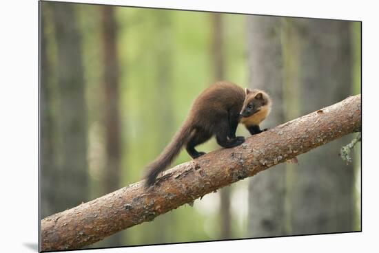 Pine Marten (Martes Martes) 4-5 Month Kit Walking Along Branch in Caledonian Forest, Scotland, UK-Terry Whittaker-Mounted Photographic Print