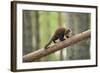 Pine Marten (Martes Martes) 4-5 Month Kit Walking Along Branch in Caledonian Forest, Scotland, UK-Terry Whittaker-Framed Photographic Print