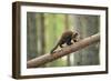 Pine Marten (Martes Martes) 4-5 Month Kit Walking Along Branch in Caledonian Forest, Scotland, UK-Terry Whittaker-Framed Photographic Print