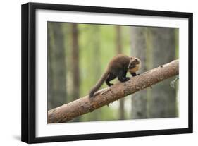 Pine Marten (Martes Martes) 4-5 Month Kit Walking Along Branch in Caledonian Forest, Scotland, UK-Terry Whittaker-Framed Photographic Print