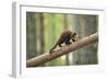 Pine Marten (Martes Martes) 4-5 Month Kit Walking Along Branch in Caledonian Forest, Scotland, UK-Terry Whittaker-Framed Photographic Print