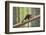 Pine Marten (Martes Martes) 4-5 Month Kit Walking Along Branch in Caledonian Forest, Scotland, UK-Terry Whittaker-Framed Photographic Print