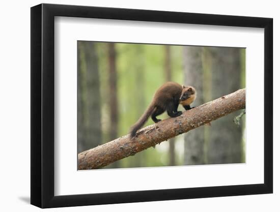 Pine Marten (Martes Martes) 4-5 Month Kit Walking Along Branch in Caledonian Forest, Scotland, UK-Terry Whittaker-Framed Photographic Print