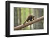 Pine Marten (Martes Martes) 4-5 Month Kit Walking Along Branch in Caledonian Forest, Scotland, UK-Terry Whittaker-Framed Photographic Print