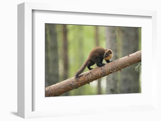 Pine Marten (Martes Martes) 4-5 Month Kit Walking Along Branch in Caledonian Forest, Scotland, UK-Terry Whittaker-Framed Photographic Print