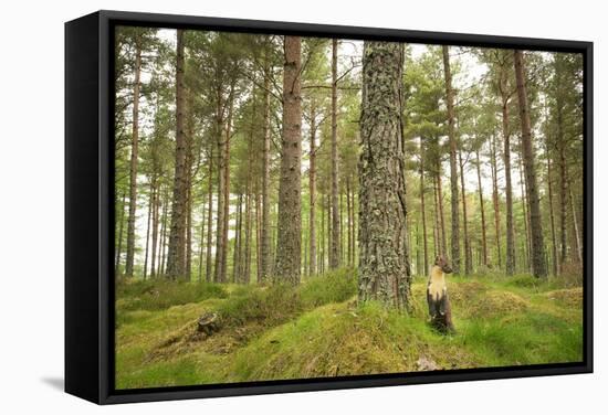 Pine Marten (Martes Martes) Adult Female in Caledonian Forest, the Black Isle, Scotland, UK-Terry Whittaker-Framed Stretched Canvas