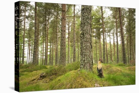 Pine Marten (Martes Martes) Adult Female in Caledonian Forest, the Black Isle, Scotland, UK-Terry Whittaker-Stretched Canvas