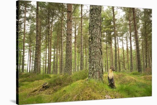 Pine Marten (Martes Martes) Adult Female in Caledonian Forest, the Black Isle, Scotland, UK-Terry Whittaker-Stretched Canvas