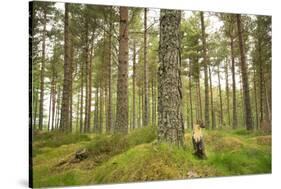 Pine Marten (Martes Martes) Adult Female in Caledonian Forest, the Black Isle, Scotland, UK-Terry Whittaker-Stretched Canvas