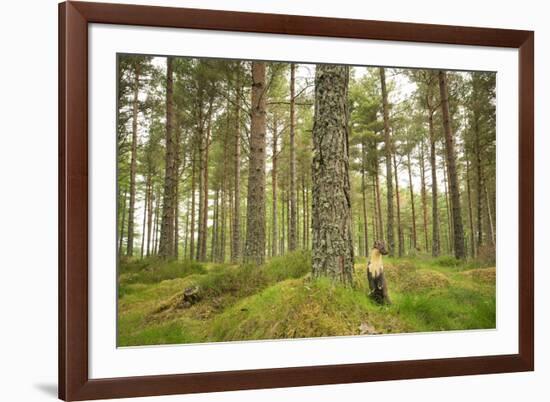 Pine Marten (Martes Martes) Adult Female in Caledonian Forest, the Black Isle, Scotland, UK-Terry Whittaker-Framed Photographic Print