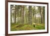 Pine Marten (Martes Martes) Adult Female in Caledonian Forest, the Black Isle, Scotland, UK-Terry Whittaker-Framed Photographic Print