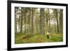 Pine Marten (Martes Martes) Adult Female in Caledonian Forest, the Black Isle, Scotland, UK-Terry Whittaker-Framed Photographic Print