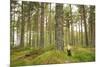 Pine Marten (Martes Martes) Adult Female in Caledonian Forest, the Black Isle, Scotland, UK-Terry Whittaker-Mounted Photographic Print