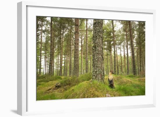 Pine Marten (Martes Martes) Adult Female in Caledonian Forest, the Black Isle, Scotland, UK-Terry Whittaker-Framed Photographic Print