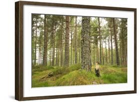 Pine Marten (Martes Martes) Adult Female in Caledonian Forest, the Black Isle, Scotland, UK-Terry Whittaker-Framed Photographic Print