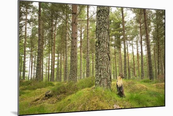 Pine Marten (Martes Martes) Adult Female in Caledonian Forest, the Black Isle, Scotland, UK-Terry Whittaker-Mounted Photographic Print