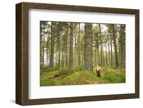 Pine Marten (Martes Martes) Adult Female in Caledonian Forest, the Black Isle, Scotland, UK-Terry Whittaker-Framed Photographic Print