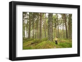 Pine Marten (Martes Martes) Adult Female in Caledonian Forest, the Black Isle, Scotland, UK-Terry Whittaker-Framed Photographic Print