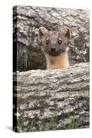 Pine Marten (Martes Martes), Captive, United Kingdom, Europe-Ann and Steve Toon-Stretched Canvas