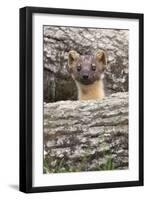 Pine Marten (Martes Martes), Captive, United Kingdom, Europe-Ann and Steve Toon-Framed Photographic Print