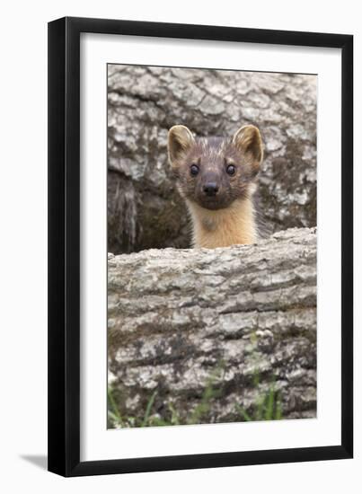 Pine Marten (Martes Martes), Captive, United Kingdom, Europe-Ann and Steve Toon-Framed Photographic Print