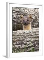 Pine Marten (Martes Martes), Captive, United Kingdom, Europe-Ann and Steve Toon-Framed Photographic Print