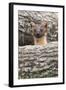 Pine Marten (Martes Martes), Captive, United Kingdom, Europe-Ann and Steve Toon-Framed Photographic Print