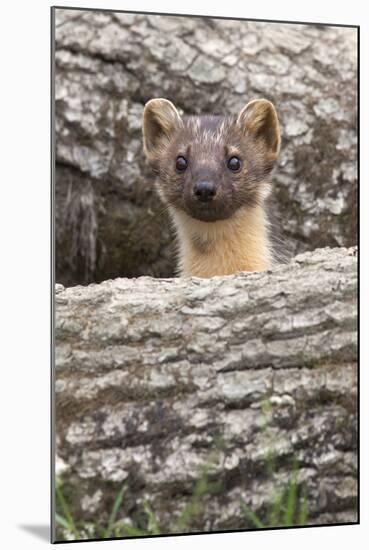 Pine Marten (Martes Martes), Captive, United Kingdom, Europe-Ann and Steve Toon-Mounted Photographic Print