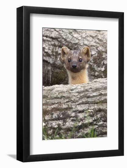 Pine Marten (Martes Martes), Captive, United Kingdom, Europe-Ann and Steve Toon-Framed Photographic Print