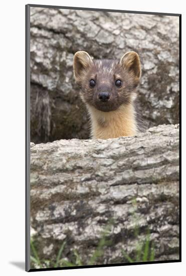 Pine Marten (Martes Martes), Captive, United Kingdom, Europe-Ann and Steve Toon-Mounted Photographic Print